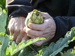 Photo: Curro Palacios artichokes