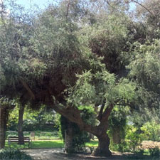 Botanical Route